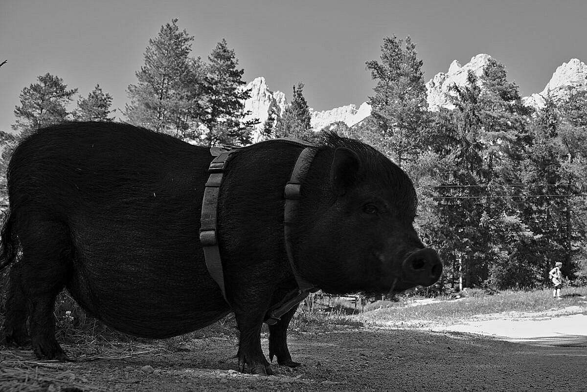 A pet pig in San Vito di Cadore in the Dolomites, Italy.