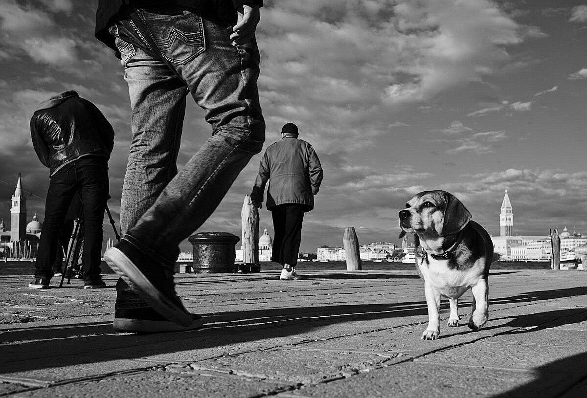 People mulling around in Venice, as seen from a dog's perspective.