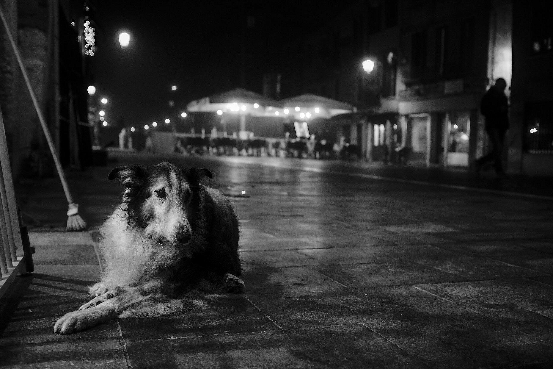Penny in the Via Garibaldi for her evening walk with a bit of mist. Being old she likes to rest at the local bar, even though it was closing.