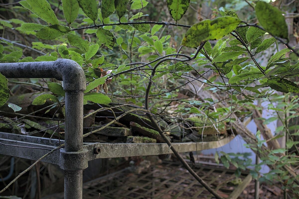 Old overgrown hospital bed on Poveglia