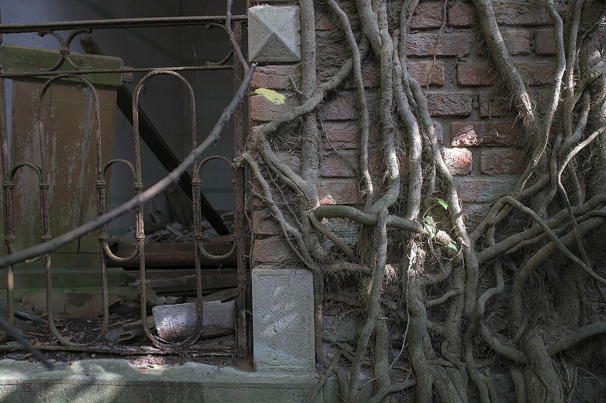 Plants covering the ruins of a bath house.